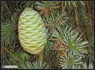atlas cedar pine cone.jpg