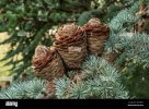 blue-cedar-tree-in-suffolk-england-2D7DK5F.jpg