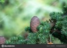 depositphotos_515893546-stock-photo-close-shot-blue-atlas-cedar.jpg