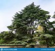 grosso-e-bellissimo-albero-blu-atlas-cedar-cedrus-atlantica-glauca-con-aghi-su-rami-di-lussuri...jpg