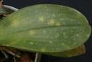 orchid leaf spots.jpg