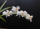 odontoglossum scriptum A 1 - Copia.JPG