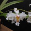 odontoglossum scriptum A3 - Copia.JPG