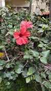 Hibiscus rosa sinensis (3).jpg