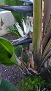 IMG_20220413_191619 Strelitzia nicolai.jpg