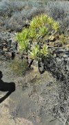 IMG_20220415_111304 Kleinia neerifolia.jpg