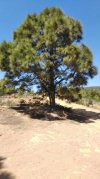 IMG_20220416_122236 Pinus canariensis.jpg