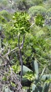 IMG_20220416_142559 Aeonium arboreum.jpg