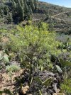 IMG-20220416-WA0086 Euphorbia lamarckii detta E. amara.jpg