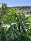 IMG-20220416-WA0088 Agave attenuata.jpg
