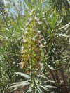 IMG-20220420-WA0076 Echium virescens.jpg