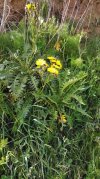 IMG_20220418_103353 Sonchus acaulis.jpg