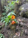 Canarina canariensis.jpg