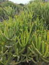 Euphorbia tirucallii.jpg