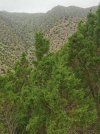 Juniperus turbinata.jpg