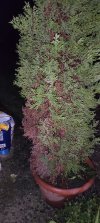 IMG_20221203_193436aa.jpg