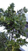 Metrosideros excelsa (2).jpg