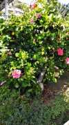 Hibiscus rosa sinensis.jpg