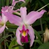 laelia-anceps-1.jpg