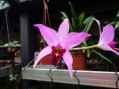 laelia anceps 2 - Copia.JPG