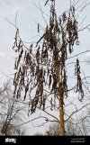 gleditsia-triacanthos-inermis-in-inverno.jpg