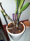 20230119 - Dendrobium 01.jpg