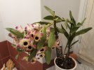 20230119 - Dendrobium 03.jpg