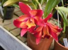 cattleya awaiian slash lea - Copia.JPG