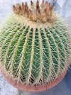 echinocactus grusonii.jpg