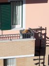 Scaletta-gatti.jpg