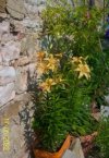 lilium.JPG lilium.JPG