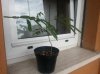 albizia.jpg albizia.jpg