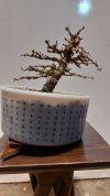 bonsai laricetto 3.jpg