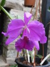 cattleya jenmanii - Copia.JPG