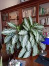 Aglaonema-2022.jpg