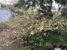 Corylopsis pauciflora feb 2021.jpg