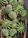 20230327 echinopsis subdenudata.jpg