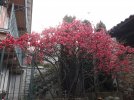 20230327 - Chaenomeles Japonica 03.jpg