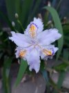 Iris-japonica-2023.jpg