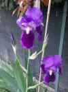 Iris-viola.jpg