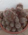 Mammillaria.jpg