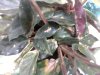 calathea 01.jpg calathea 01.jpg
