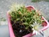 Mammillaria decipiens.jpg