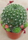 Rebutia.jpg