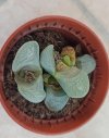 Lithops.jpg