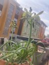 albuca_1.jpg