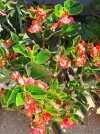 Begonia Semperflorens rossa.jpg