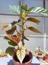 Begonia coccinea.jpg
