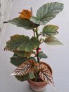 Begonia coccinea 1.jpg