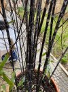 1_Phyllostachys nigra.jpg